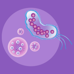 Importancia Dos Fungos