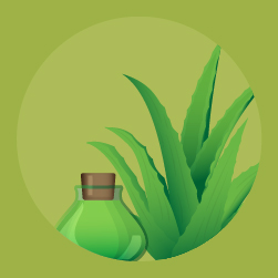 Plantas Medicinais E Para Que Servem