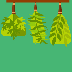 Pesquisas Sobre Plantas