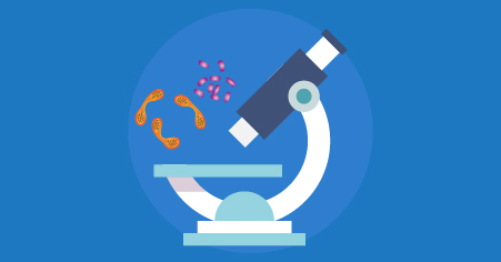 importância dos fungos