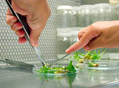 Biotecnologia Vegetal - Cultura de Tecidos  in vitro