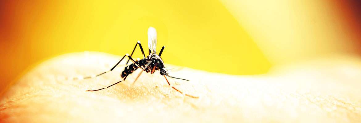 Capacitação no combate a Dengue