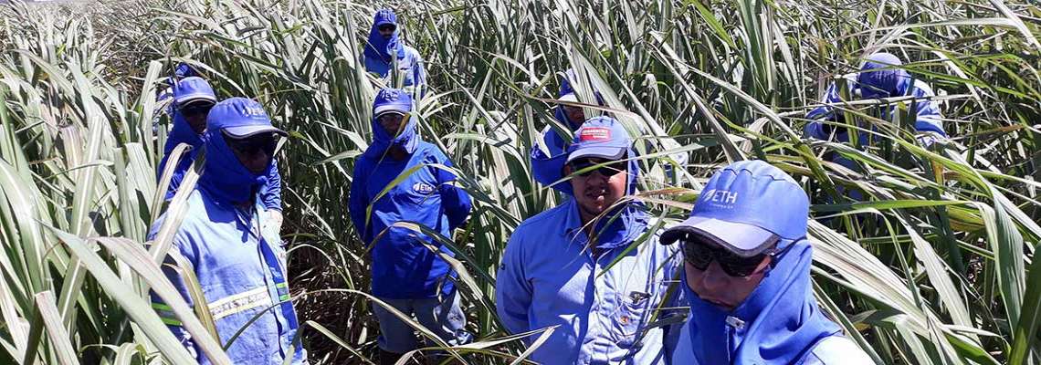 Monitoramento e controle de pragas da cana-de-açúcar