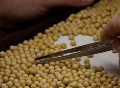 Classificador de Alimentos